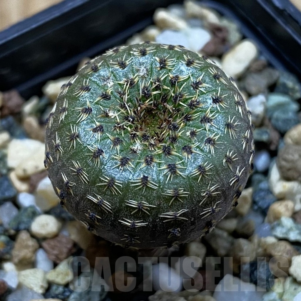 SH23909 Frailea phaeodisca