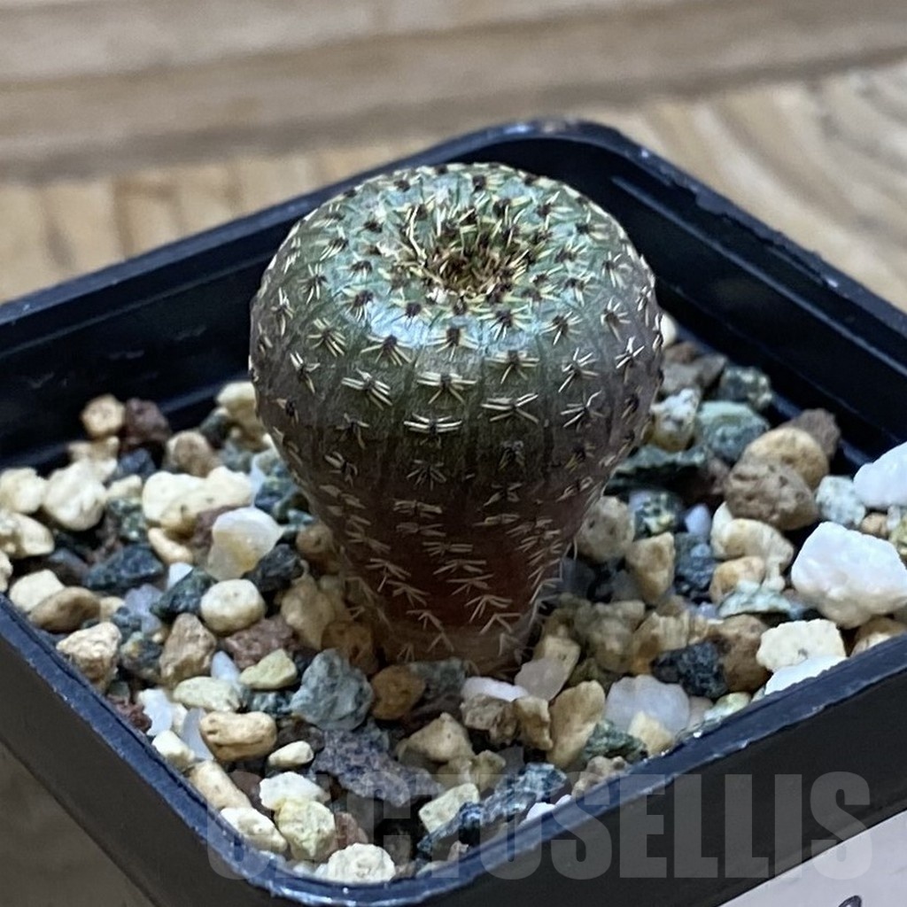 SH23909 Frailea phaeodisca - Image 2