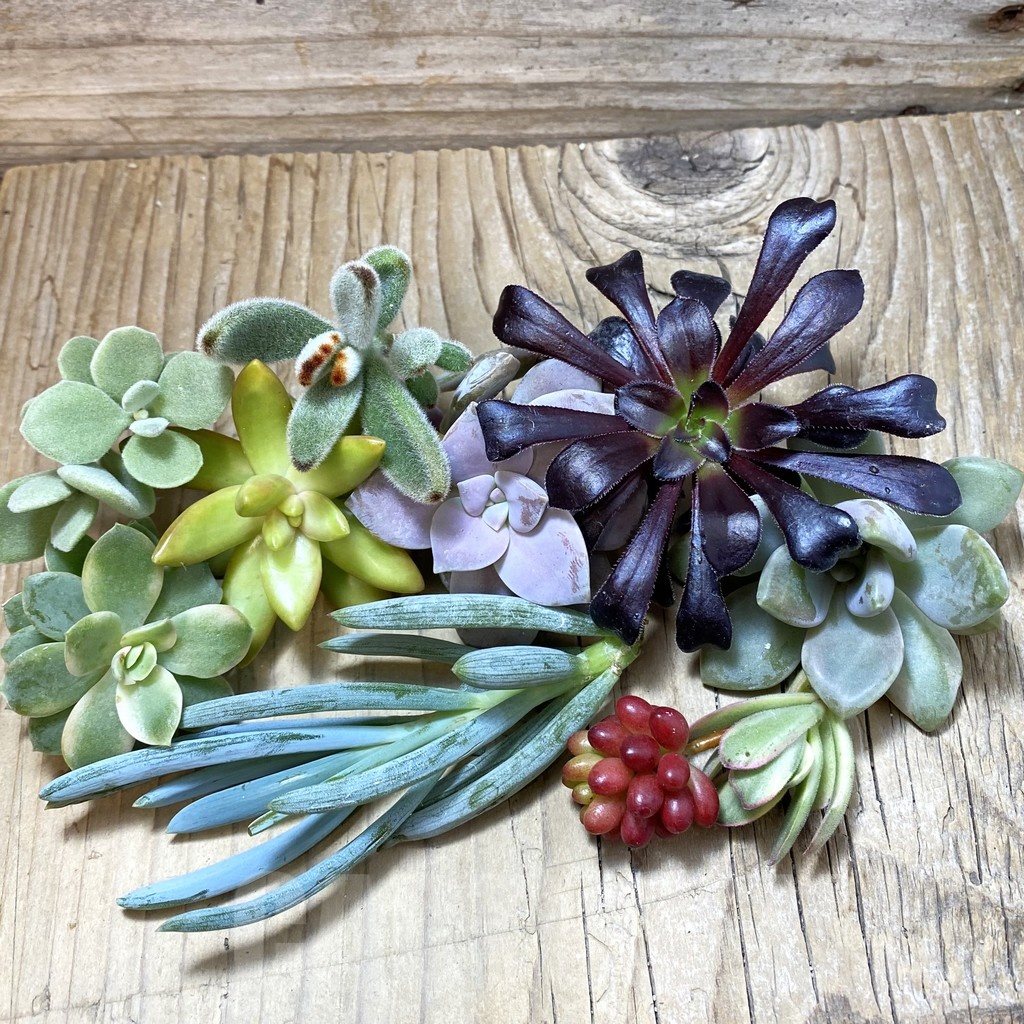 SH23920 Succulents mix, cuted - Image 2