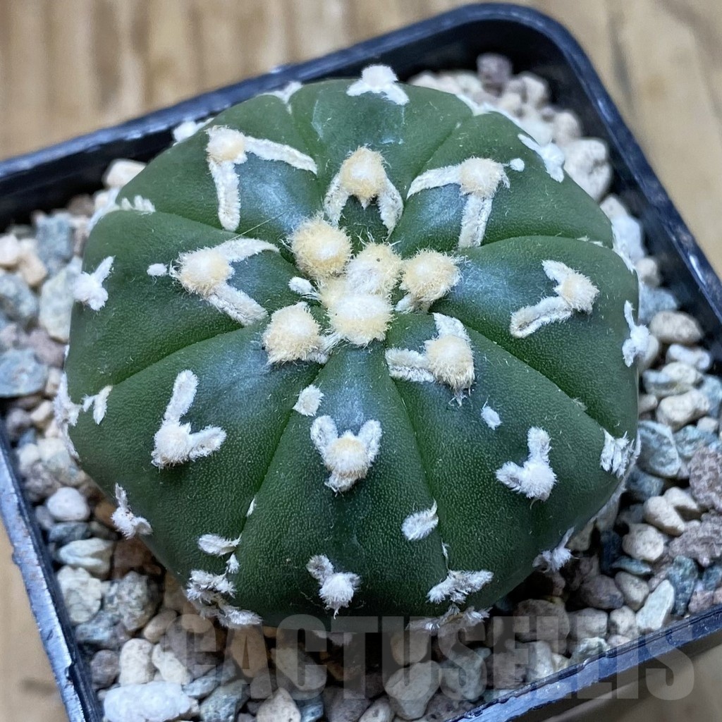 SH23862 Astrophytum asterias ‘Super Kabuto’ V-type f. nudum