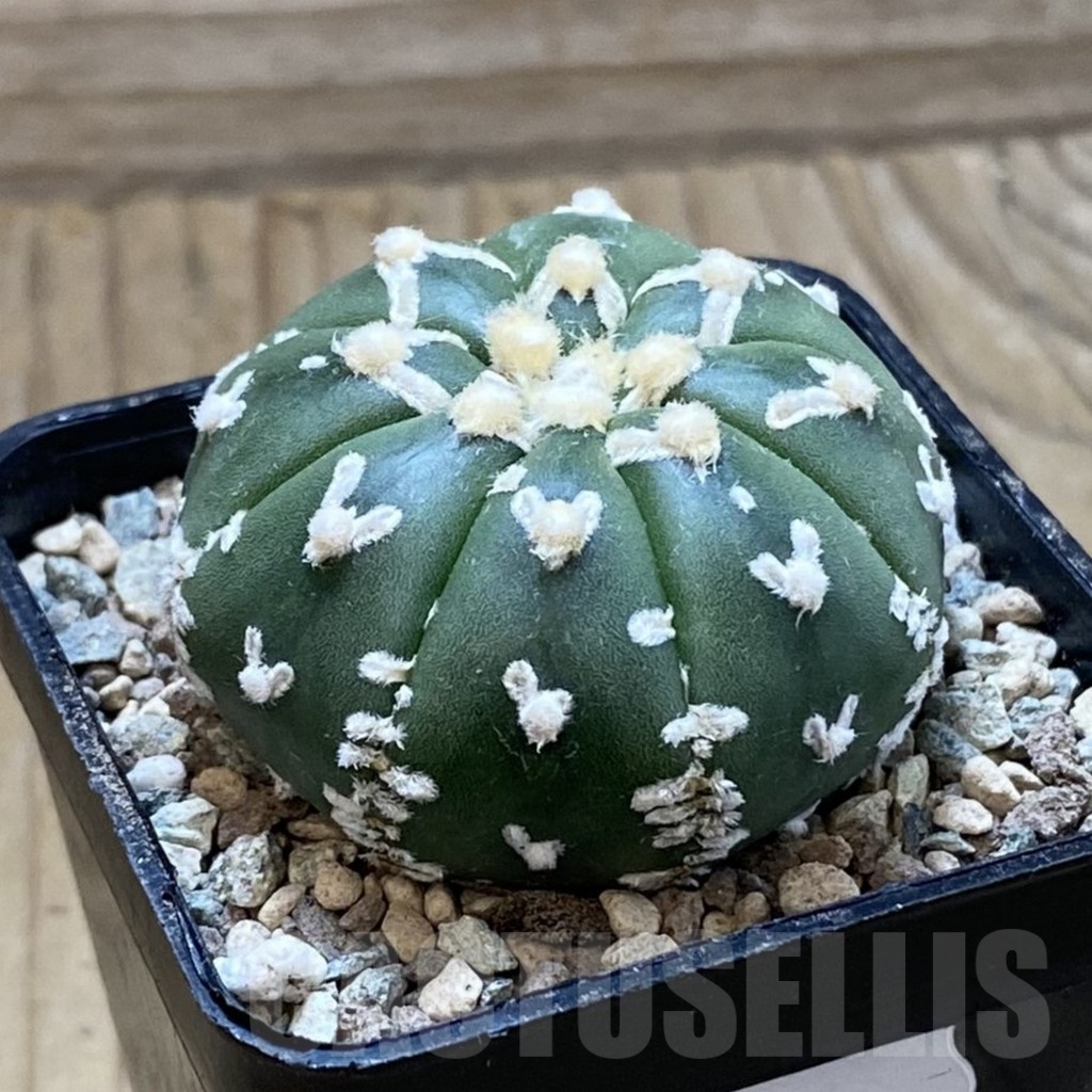SH23862 Astrophytum asterias ‘Super Kabuto’ V-type f. nudum - Image 2