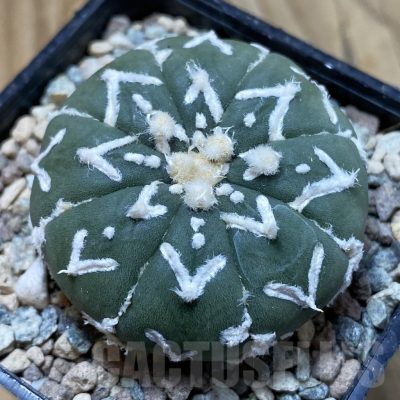SH23863 Astrophytum asterias ‘Super Kabuto’ V-type f. nudum