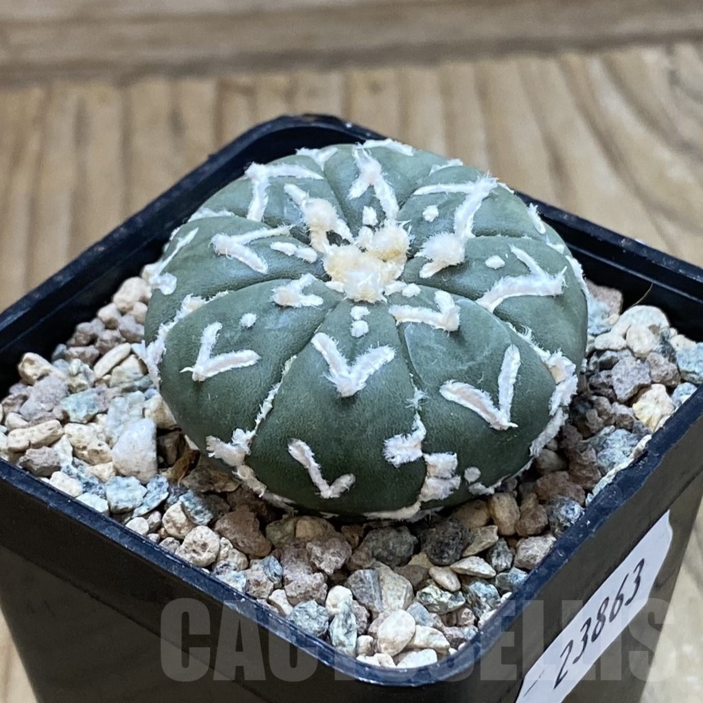 SH23863 Astrophytum asterias ‘Super Kabuto’ V-type f. nudum - Image 2