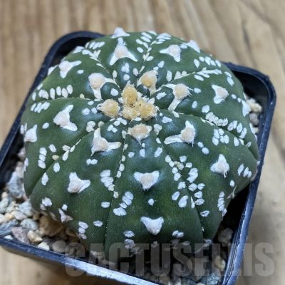 SH23865 Astrophytum asterias ‘Super Kabuto’ V-type f. nudum