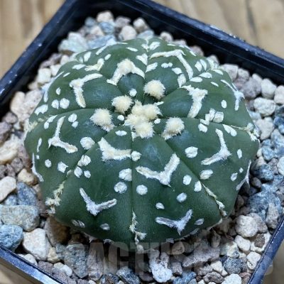 SH23866 Astrophytum asterias ‘Super Kabuto’ V-type f. nudum