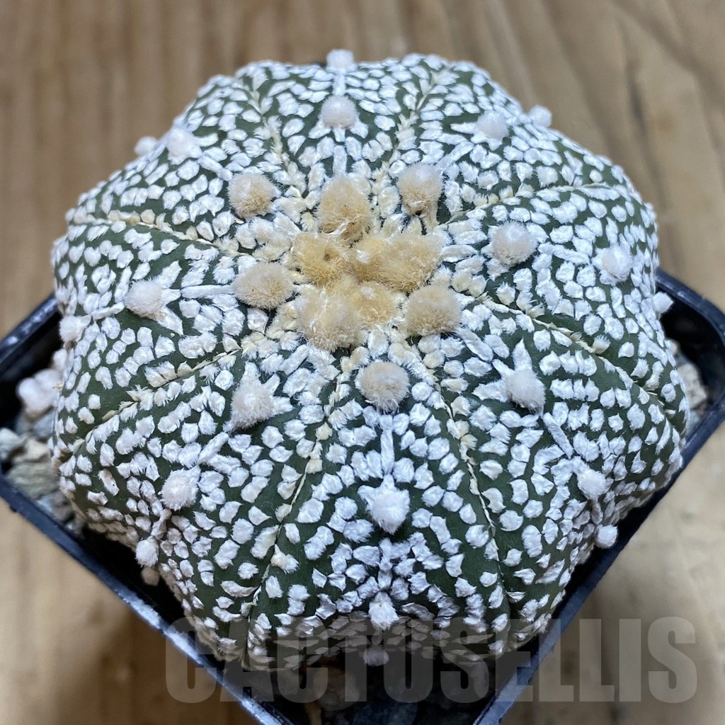 SH23867 Astrophytum asterias ‘Super Kabuto’ V-type ‘Star Shape’