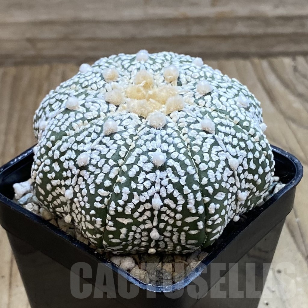 SH23867 Astrophytum asterias ‘Super Kabuto’ V-type ‘Star Shape’ - Image 2