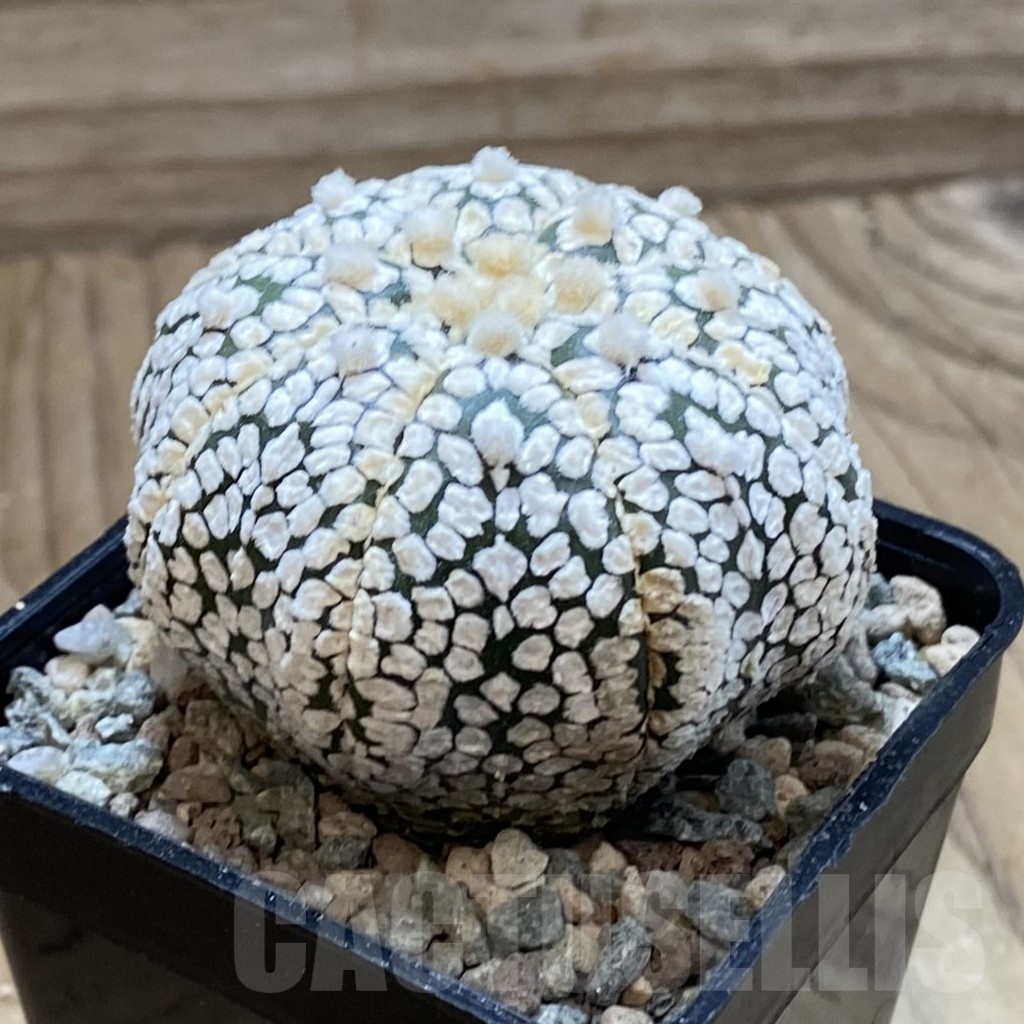 SH23871 Astrophytum asterias ‘Super Kabuto’ ‘Star Shape’ - Image 2