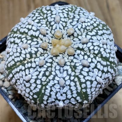 SH23874 Astrophytum asterias ‘Super Kabuto’ ‘Star Shape’