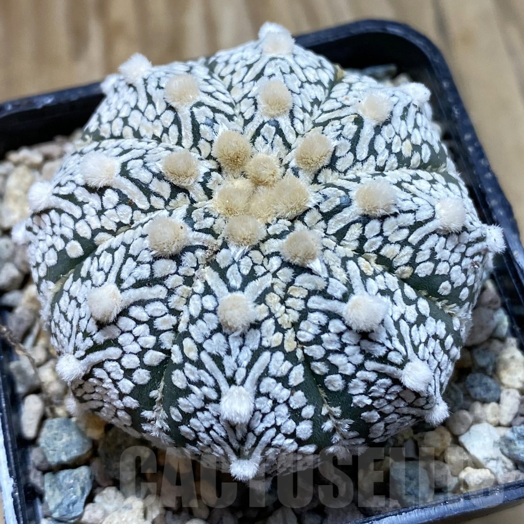 SH23875 Astrophytum asterias ‘Super Kabuto’ V-type hybrid
