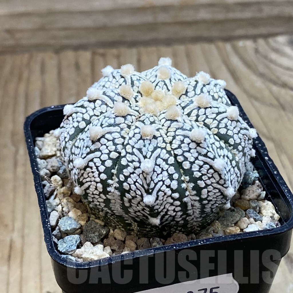 SH23875 Astrophytum asterias ‘Super Kabuto’ V-type hybrid - Image 2