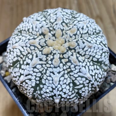 SH23876 Astrophytum asterias ‘Super Kabuto’ V-type