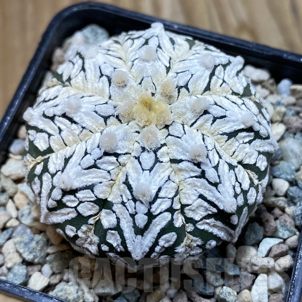 SH23878 Astrophytum asterias ‘Super Kabuto’ V-type