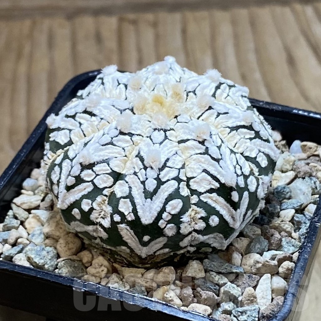 SH23878 Astrophytum asterias ‘Super Kabuto’ V-type - Image 2