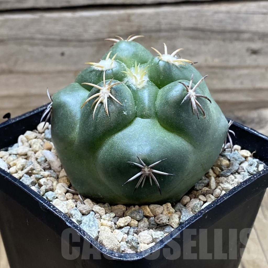 SH23852 Coryphantha bumamma 'Green' - Image 2