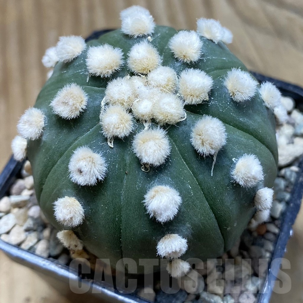 SH23955 Astrophytum asterias ‘Ooibo’