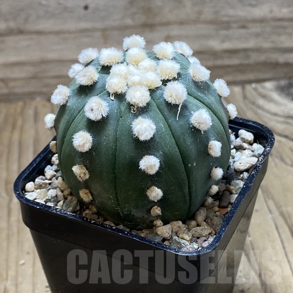 SH23955 Astrophytum asterias ‘Ooibo’ - Image 2