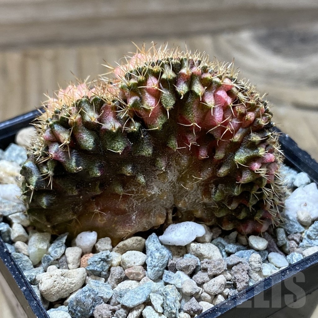 SH23956 Gymnocalycium mihanovichii variegata f. cristata - Image 2