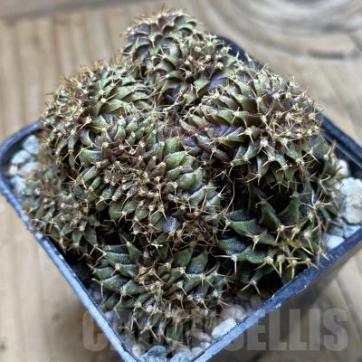 SH23957 Gymnocalycium mihanovichii f. cristata