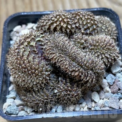 SH23958 Gymnocalycium mihanovichii f. cristata