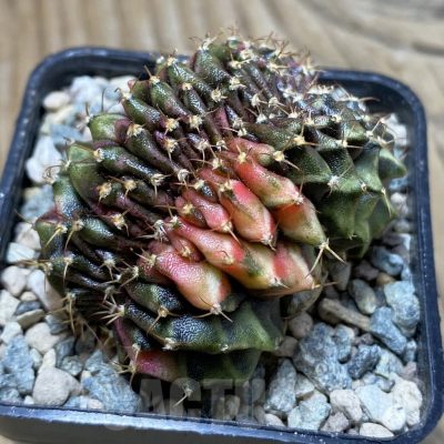 SH23959 Gymnocalycium mihanovichii variegata f. cristata