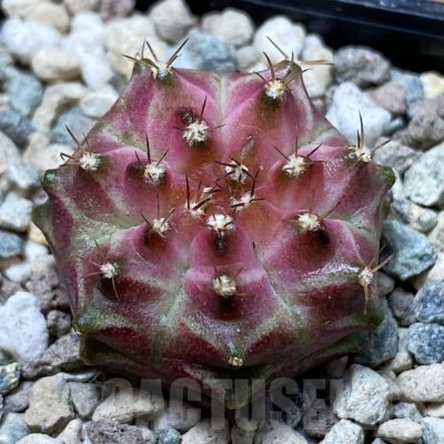 SH23965 Gymnocalycium mihanovichii ‘Neon’ hybrid