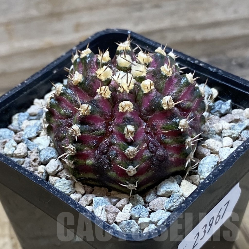 SH23967 Gymnocalycium mihanovichii ‘T-Rex’ - Image 2