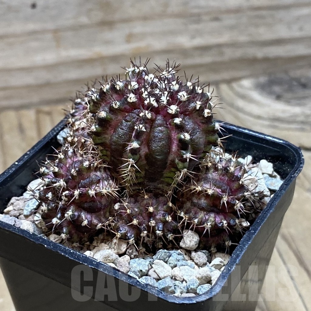 SH23968 Gymnocalycium mihanovichii ‘T-Lux’ - Image 2