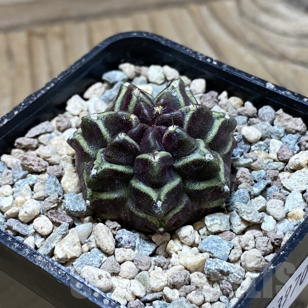SH23970 Gymnocalycium mihanovichii ‘Day Dream’ - Image 2