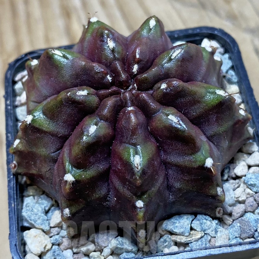 SH23973 Gymnocalycium mihanovichii ‘Nana'