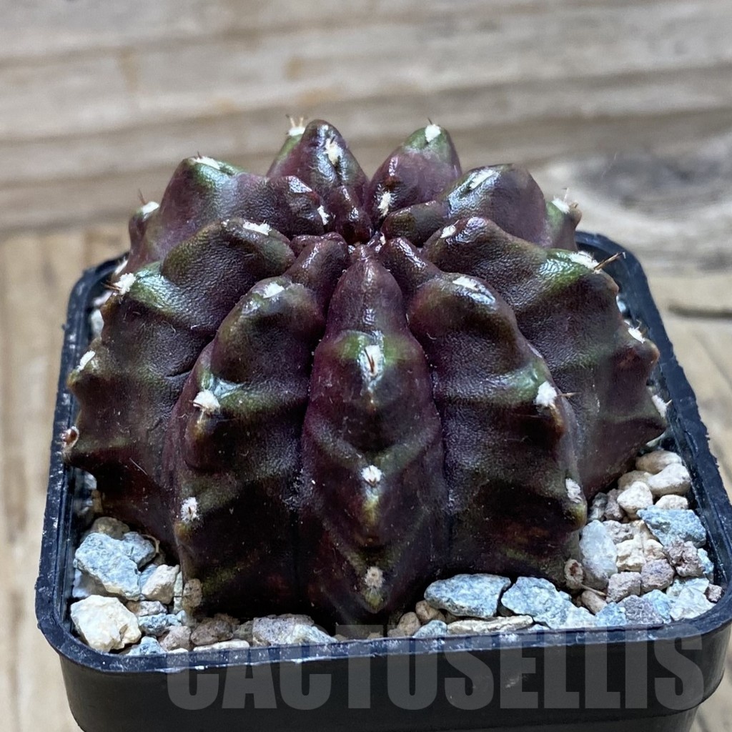 SH23973 Gymnocalycium mihanovichii ‘Nana' - Image 2