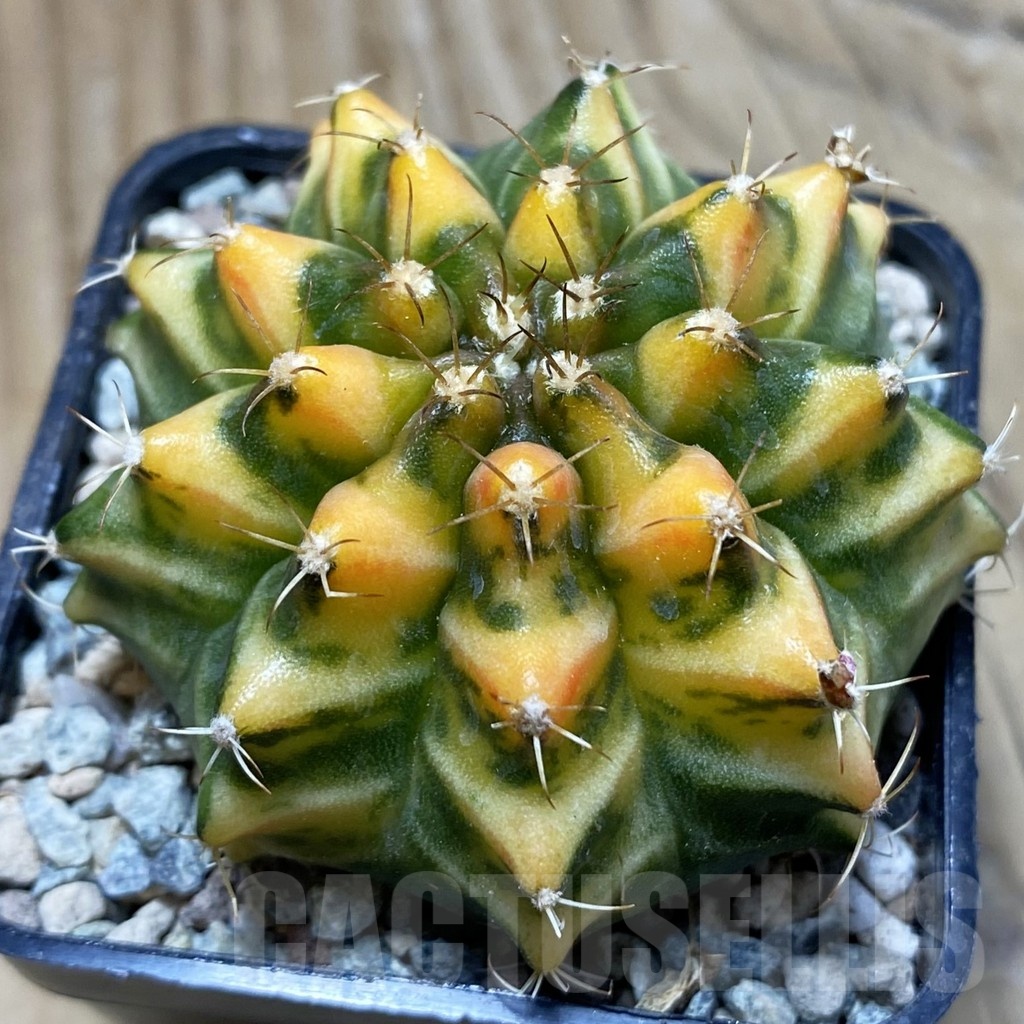 SH23974 Gymnocalycium mihanovichii 'Som Jeed'