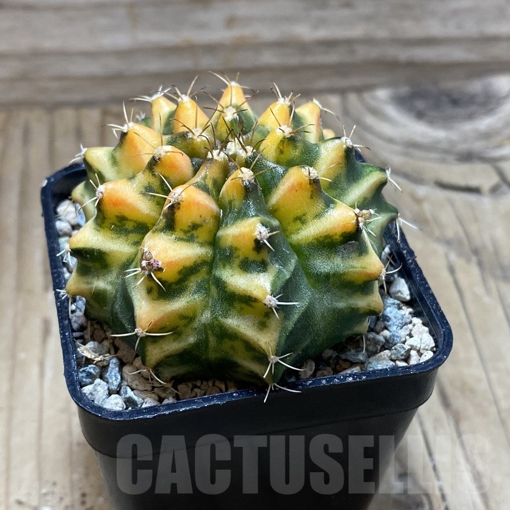 SH23974 Gymnocalycium mihanovichii 'Som Jeed' - Image 2