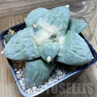SH23927 Ariocarpus retusus hybrid, seedling, own roots