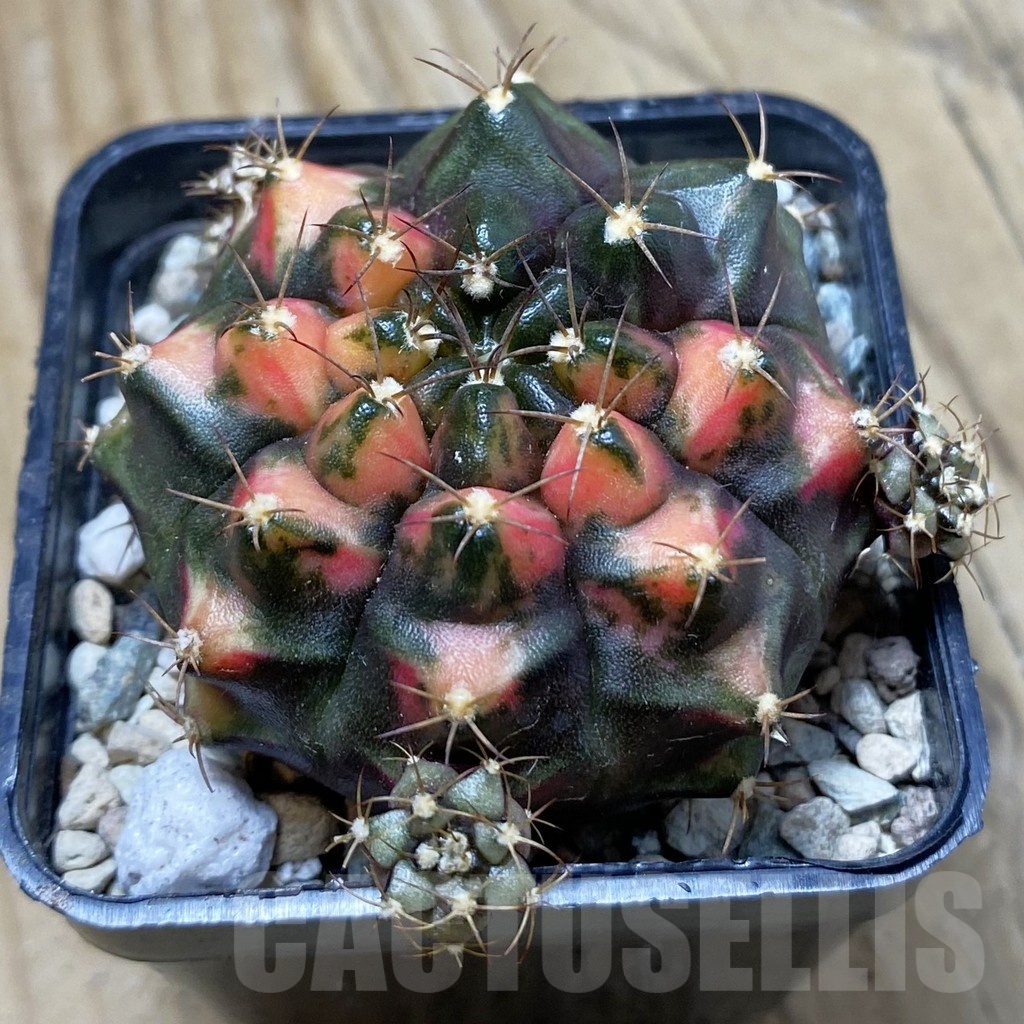 SH23982 Gymnocalycium mihanovichii 'Kan-Thong'