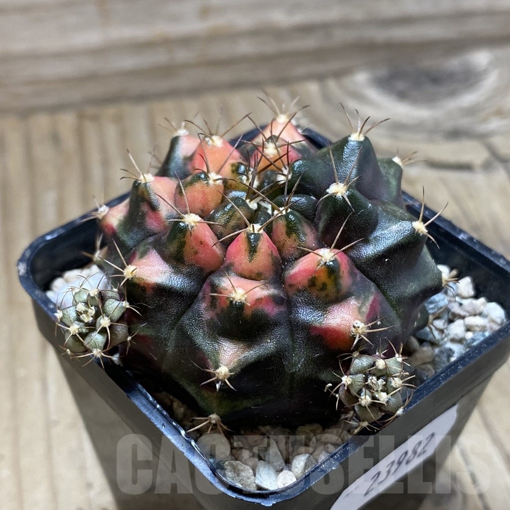 SH23982 Gymnocalycium mihanovichii 'Kan-Thong' - Image 2
