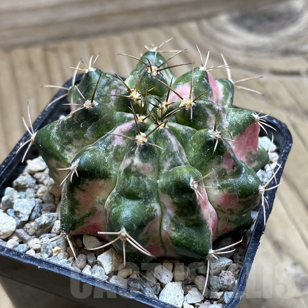 SH23984 Gymnocalycium mihanovichii ‘Peach Peach’ - Image 2