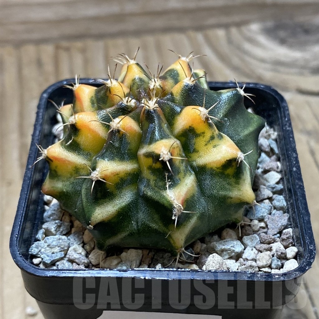 SH23986 Gymnocalycium mihanovichii 'Som Jeed' - Image 2