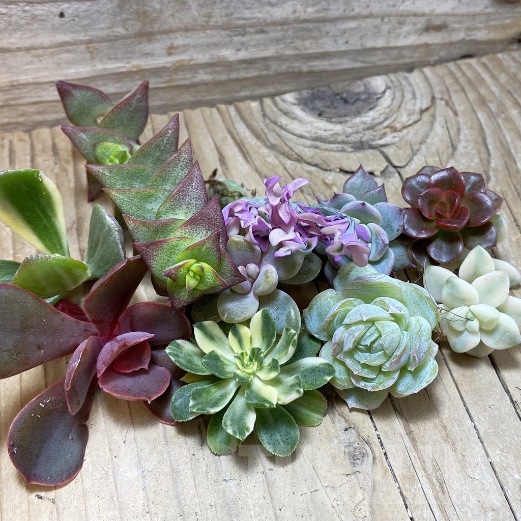 SH23992 Succulents mix, cuted - Image 2