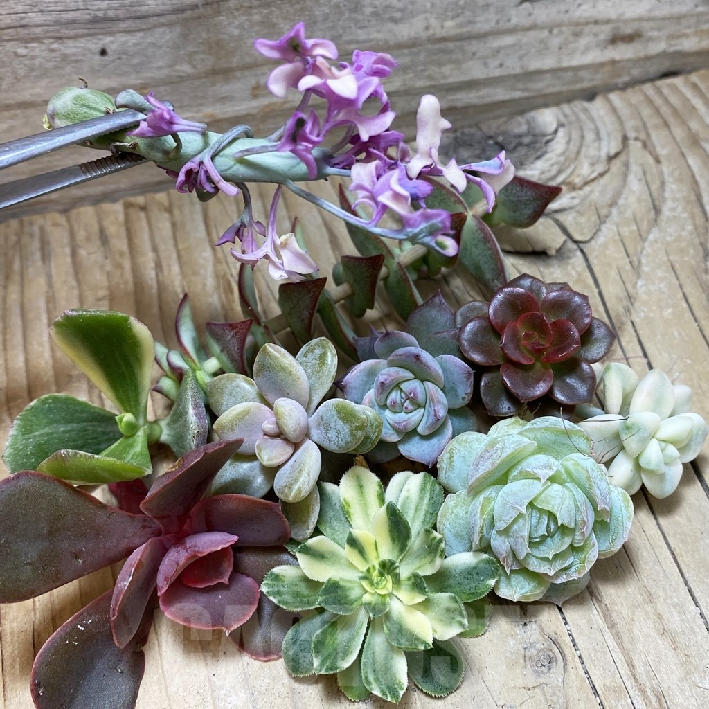 SH23992 Succulents mix, cuted