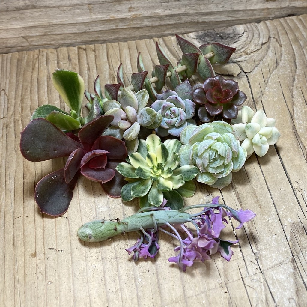 SH23992 Succulents mix, cuted - Image 3