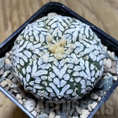 SH23936 Astrophytum asterias ‘Super Kabuto’ V-type