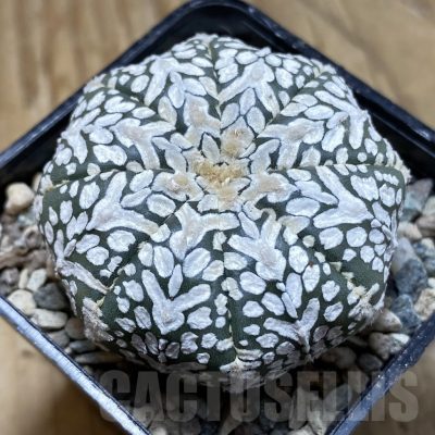SH23938 Astrophytum asterias ‘Super Kabuto’ V-type