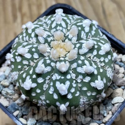 SH23943 Astrophytum asterias ‘Super Kabuto’ V-type f. nudum