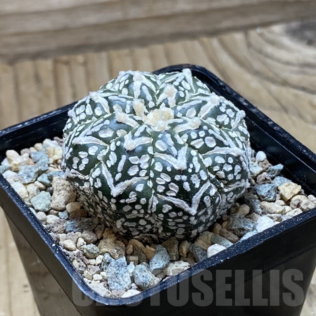 SH23947 Astrophytum asterias ‘Super Kabuto’ V-type f. nudum - Image 2