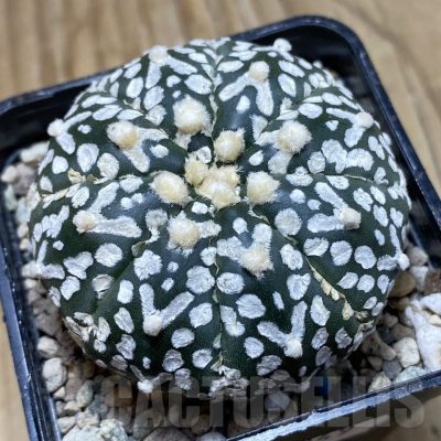 SH23949 Astrophytum asterias ‘Super Kabuto’ V-type f. nudum