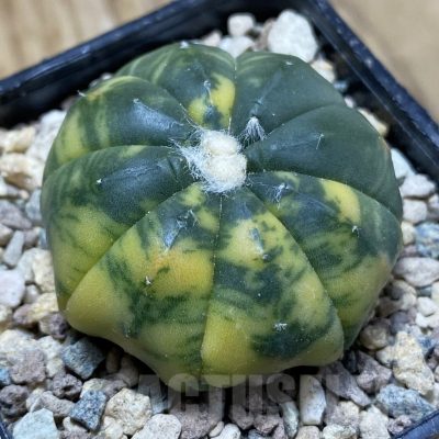 SH23953 Astrophytum asterias f. variegata