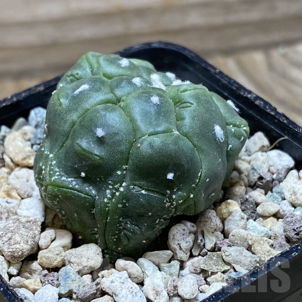 SH23954 Astrophytum asterias ‘Kikko Lizart Skin’ - Image 2