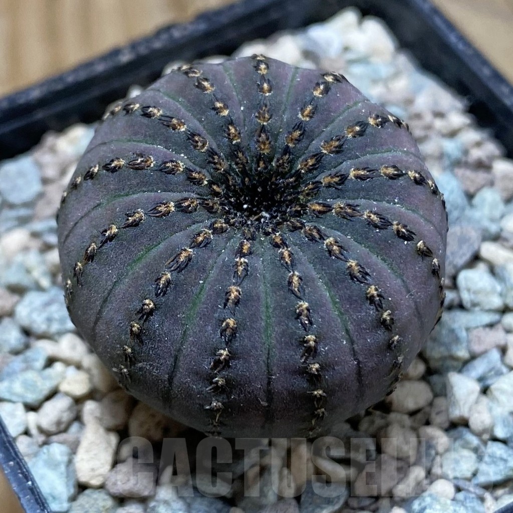 SH24103 Frailea asterioides