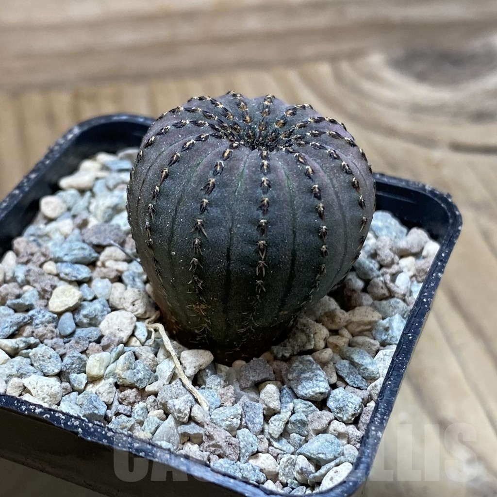 SH24103 Frailea asterioides - Image 2